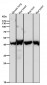 Anti-ESE1 Rabbit Monoclonal Antibody